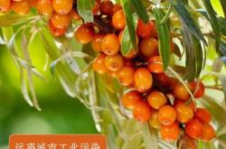 赤峰沙棘果茶廠家電話號碼