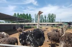 赤峰駝鳥養(yǎng)殖場電話號(hào)碼查詢