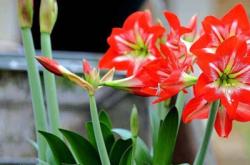 赤峰花卉種球網(wǎng)袋廠家電話號(hào)碼