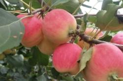 赤峰海棠果干批發(fā)電話號(hào)碼查詢