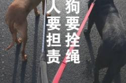 赤峰新聞投訴狗不栓繩電話是多少