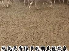 赤峰養(yǎng)羊馬總代理電話號碼是多少