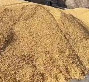 內(nèi)蒙赤峰賣干玉米粒電話號碼