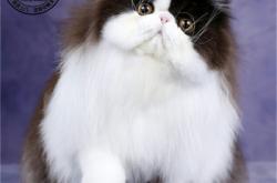 赤峰附近幼貓出售電話號(hào)碼是多少