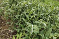 赤峰紅山草豬種苗基地電話號碼