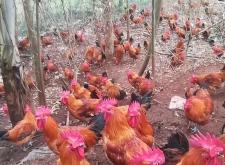 赤峰批發(fā)大公雞電話是多少號