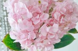 赤峰市區(qū)柵欄花店電話號碼多少