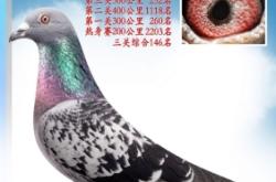 赤峰賣活鴿子的電話號碼是多少