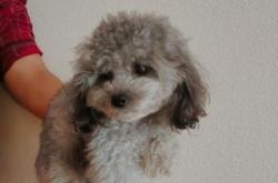 赤峰寵物店兼職電話號(hào)碼多少