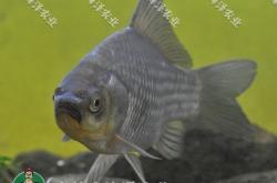 赤峰雷營(yíng)子垂釣基地電話(huà)號(hào)碼