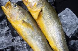 赤峰凍品魚類批發(fā)電話地址查詢