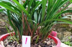 赤峰養(yǎng)蘭基地地址電話是多少號(hào)