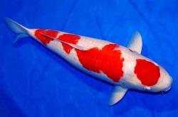 赤峰超大錦鯉魚(yú)市場(chǎng)電話號(hào)碼