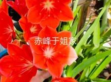 赤峰蘭炭經(jīng)銷處地址電話號碼