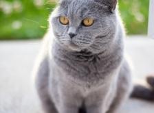 赤峰萌寵貓咖啡店電話號(hào)碼