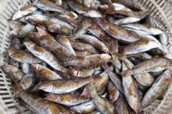 赤峰賣皮皮蝦的地方電話號碼