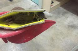 赤峰賣(mài)老鼠藥電話號(hào)碼多少