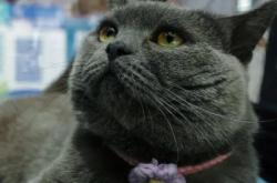 赤峰領養(yǎng)貓最新政策電話號碼