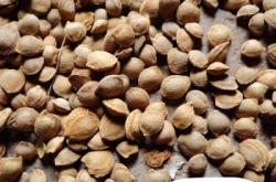 赤峰杏核收購點(diǎn)聯(lián)系電話號(hào)碼