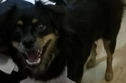 赤峰寵物店散裝狗糧電話號碼