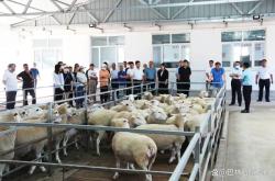 赤峰養(yǎng)羊直銷公司電話號碼查詢