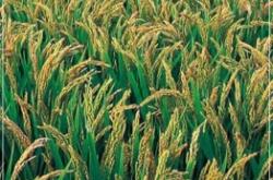 赤峰綠色甲醇廠家電話是多少號(hào)