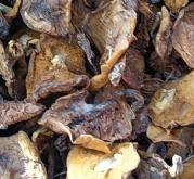 赤峰驢蹄子批發(fā)電話號碼多少