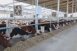 赤峰沃金養(yǎng)牛場電話地址查詢