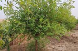 赤峰果樹苗基地電話號(hào)碼查詢