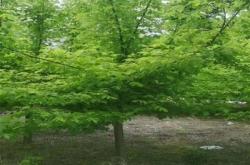 赤峰養(yǎng)鳥基地電話多少啊