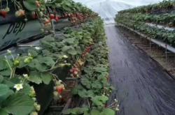 赤峰品牌防草布廠家電話號(hào)碼