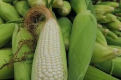 赤峰收廚余垃圾電話號(hào)碼是多少