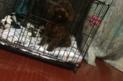 赤峰市萌寵之家電話號(hào)碼