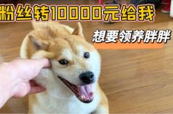 赤峰柴犬領(lǐng)養(yǎng)基地電話號碼