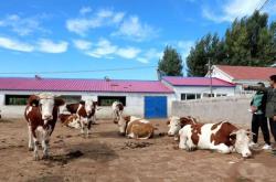 赤峰平莊養(yǎng)牛場(chǎng)電話地址查詢