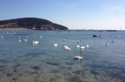 赤峰天鵝湖旅游度假區(qū)電話號碼