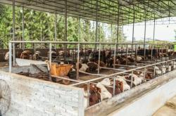 赤峰養(yǎng)牛牛棚在哪里啊電話多少