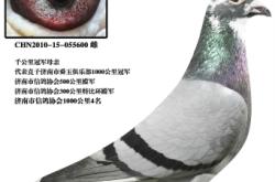 赤峰信鴿拍賣網(wǎng)電話號碼查詢