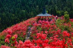 赤峰附近杜鵑花基地電話號(hào)碼