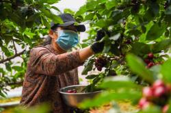 赤峰市寧城采摘園地址電話號(hào)碼