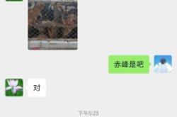 赤峰狗狗代養(yǎng)中心地址電話號碼