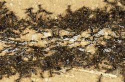 赤峰螞蟻工坊店電話號碼查詢