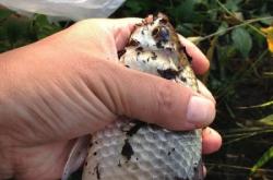 赤峰孫家營(yíng)子釣魚地點(diǎn)電話號(hào)碼