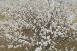 赤峰柏雪古箏工作室電話號碼