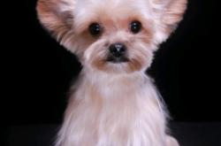 赤峰市區(qū)領養(yǎng)北京狗電話號碼