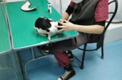 赤峰狗狗美發(fā)團購電話號碼查詢