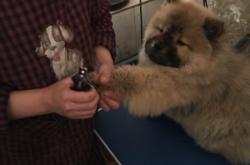 赤峰市種犬場電話號碼