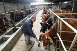 赤峰敖漢養(yǎng)牛合作社電話是多少