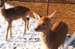 赤峰罕山鹿肉館電話號碼查詢