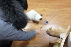 赤峰嘻哈貓舍電話多少號(hào)